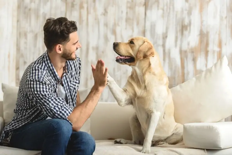 Dog playing with owner