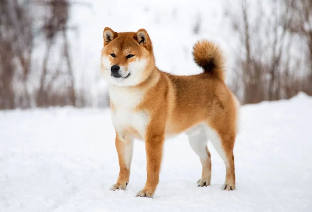 The Graceful and Agile Shiba Inu