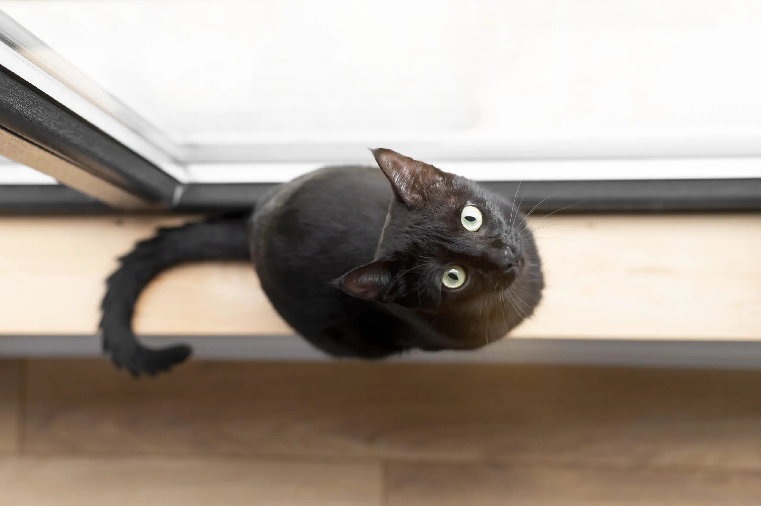 How To Keep Cats Off Window Sills