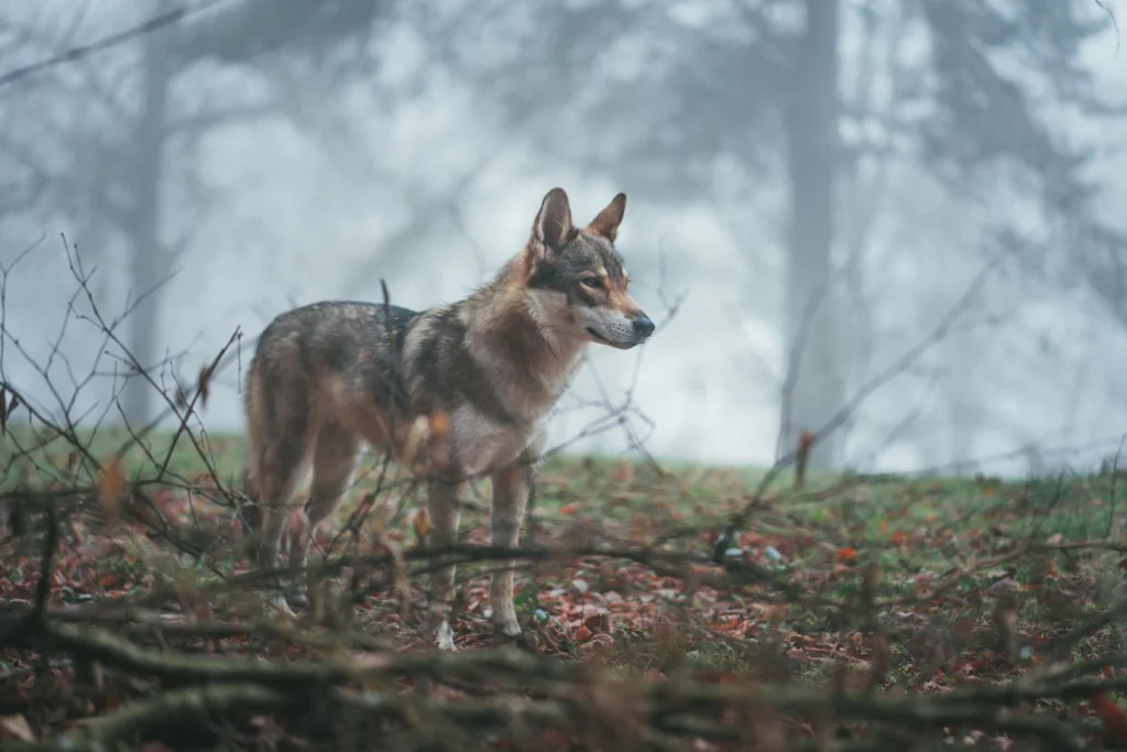 Badass Hunting Dog Names