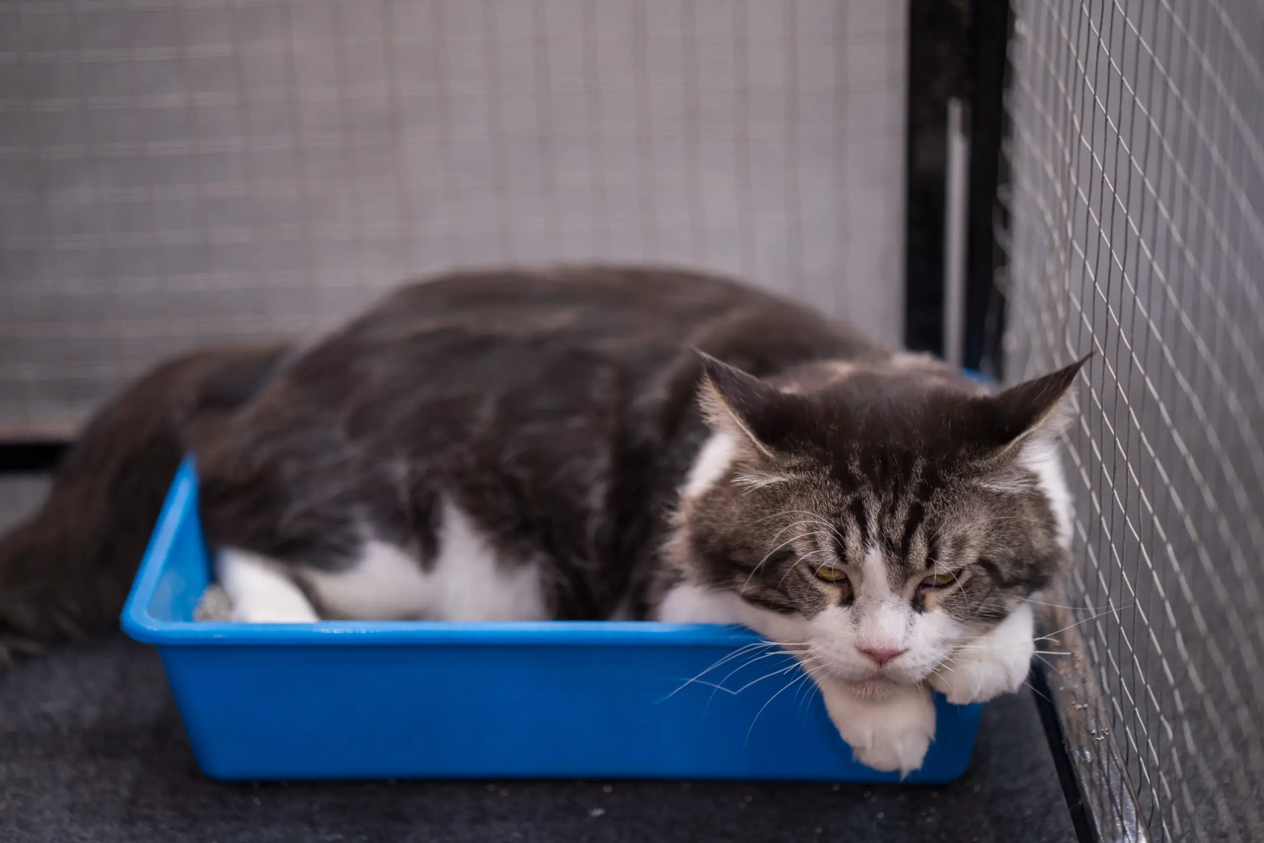 signs litter box is too small