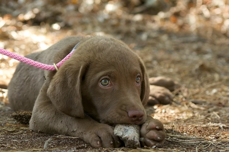 Dog chewing on rock