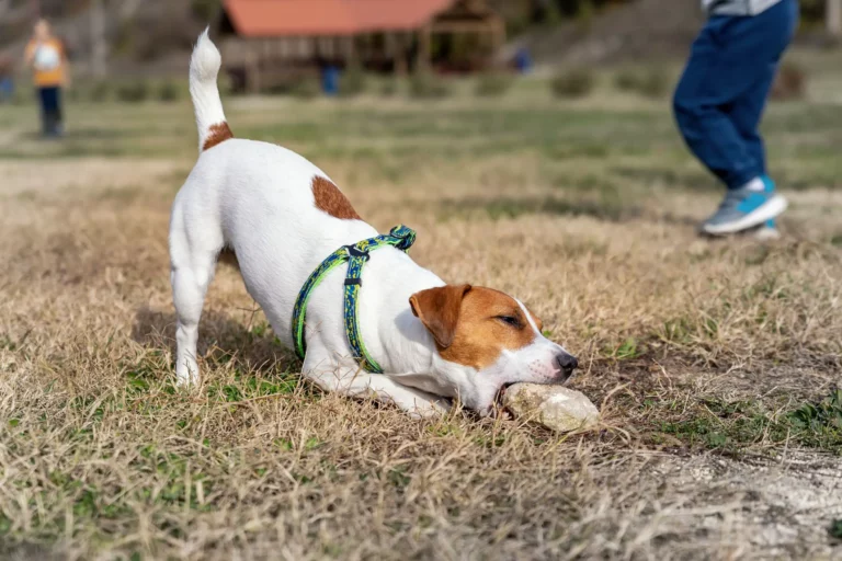 Why Does My Dog Chew on Rocks? 5 Reasons & How to Stop It!