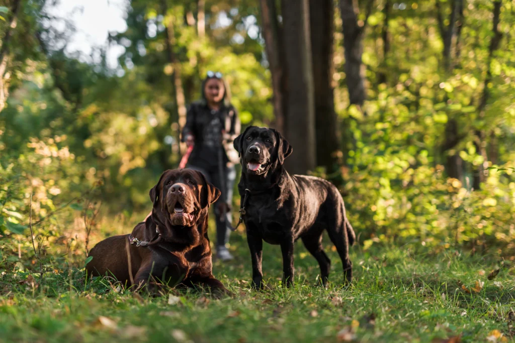 Hunting Dog Names