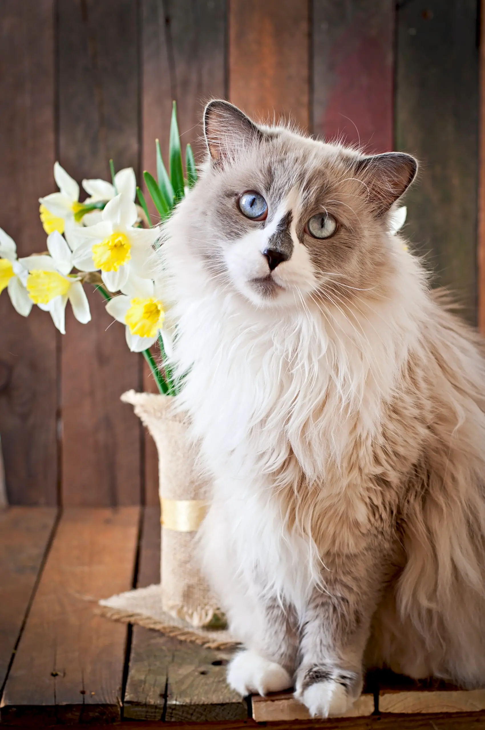 Ragdoll cat breed and a vase of narcissus on a wooden 