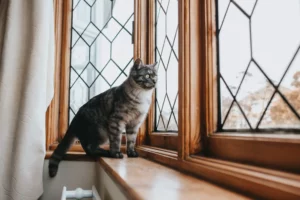 A shot of a beautiful gray and black patterned cat with yellow eyes looking out of the window