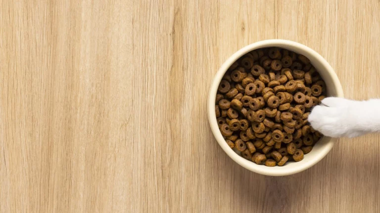 Should You Add Water To Your Cat’s Dry Food: Pros & Cons