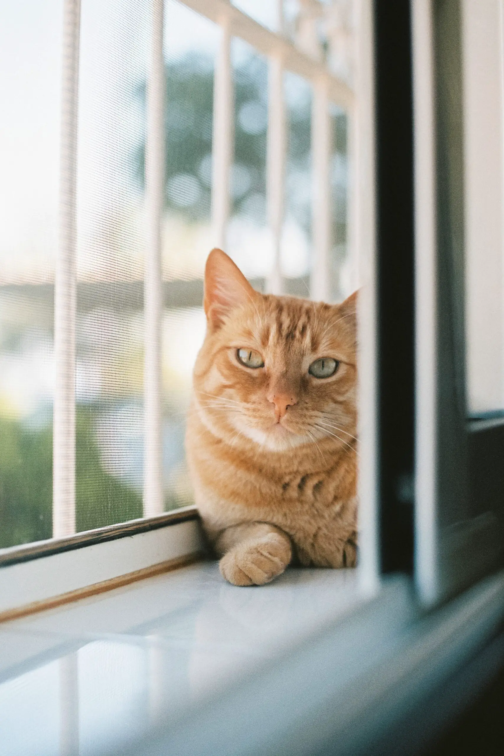A vertical shot of a cute ginger cat lying by the window