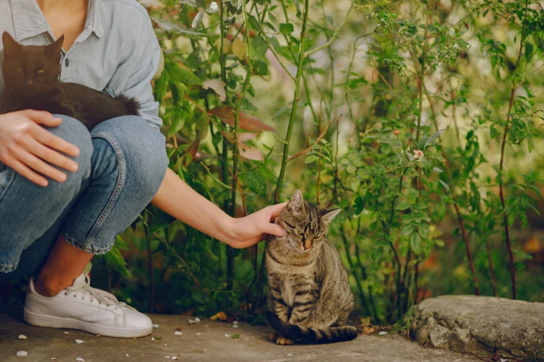 Why Cats Wag Their Tails When Petted (5 Possible Reasons)