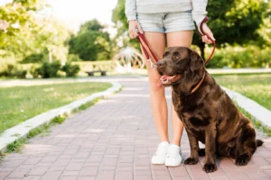 Back leg shaking in dogs