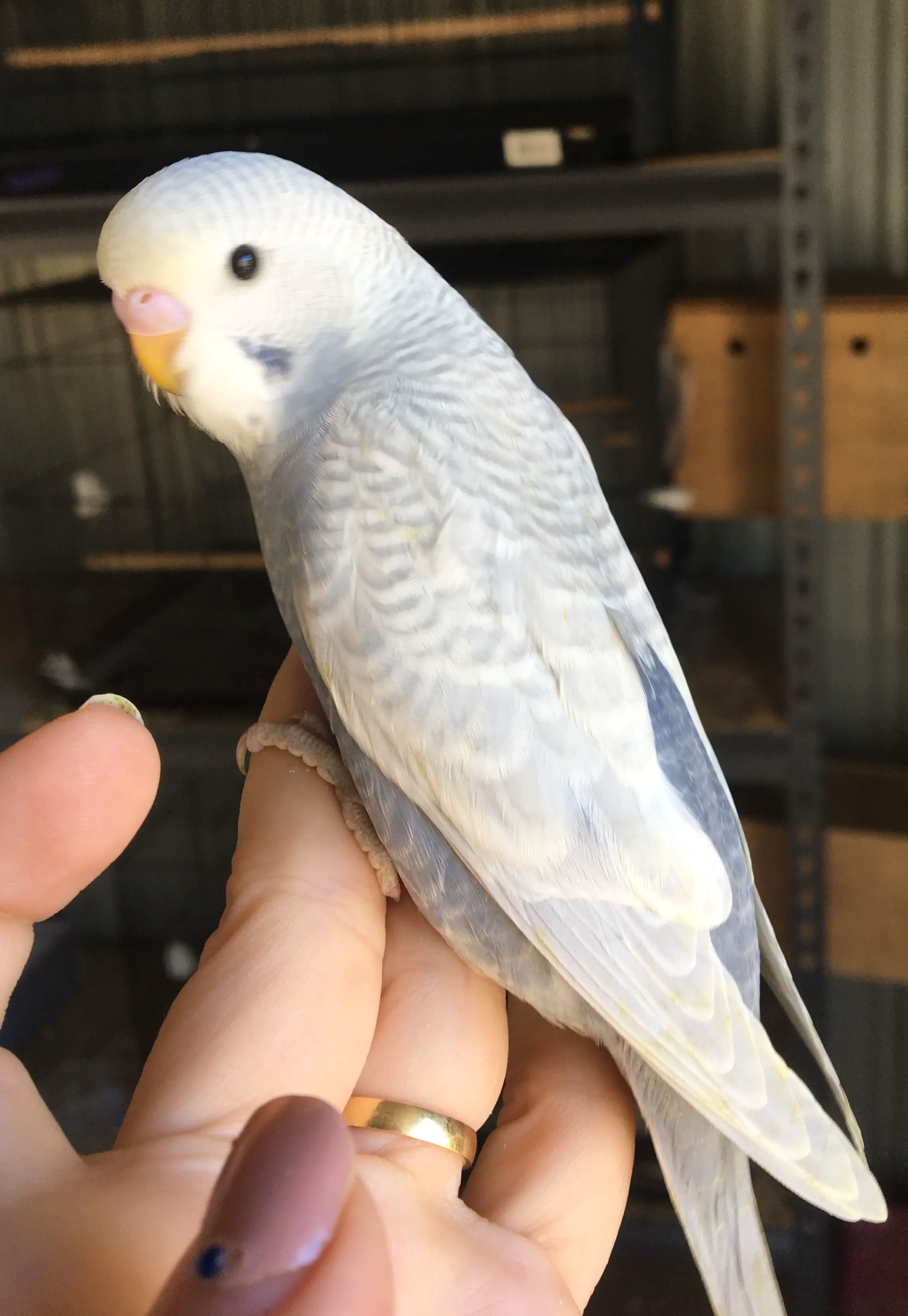 Clearwing Parakeets