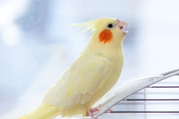 Cockatiel screaming