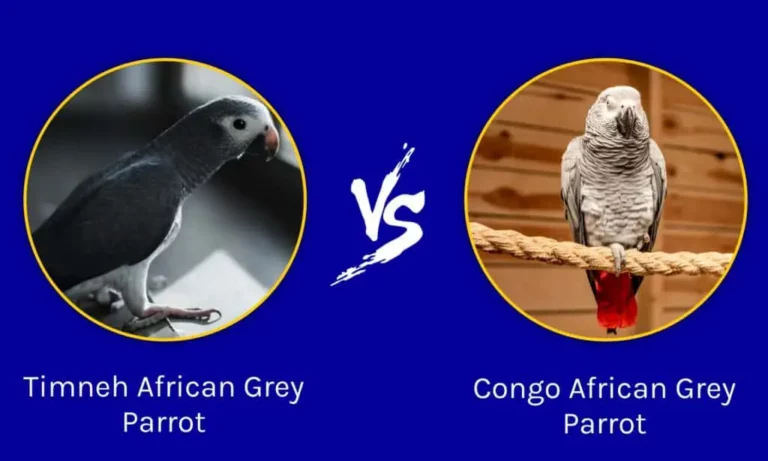 Congo African Greys and Timneh African Greys side by side