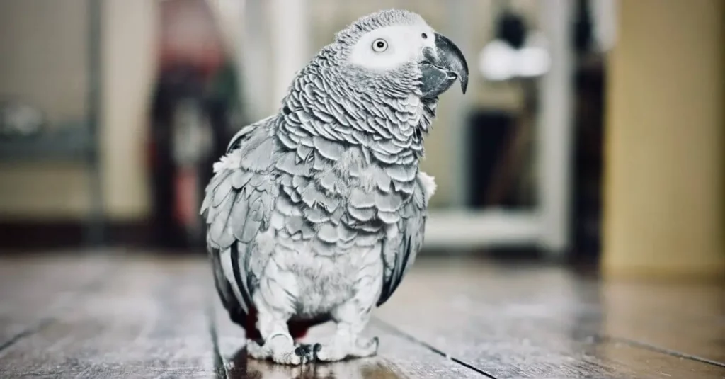 Congo African Grey parrot