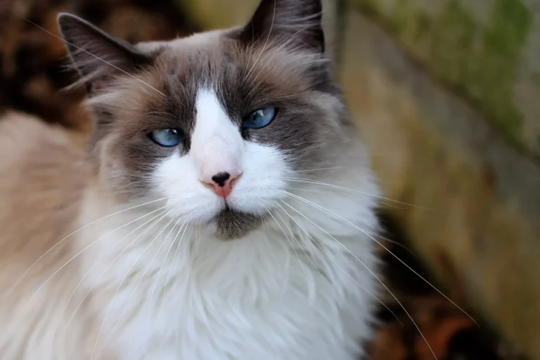Step-by-Step Ragdoll Cat Grooming & Care Guide