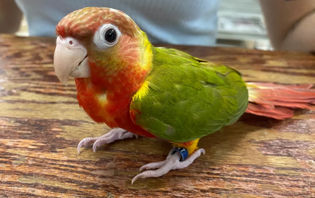 Green Cheek Pineapple Conures