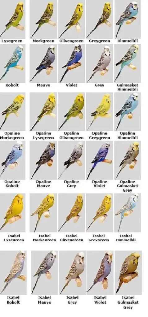 Parakeet Color Chart