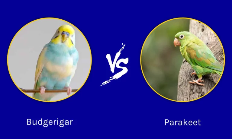 Parakeets vs Budgies: Which is the Right Pet Bird for You?