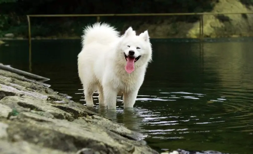 are samoyeds hypoallergenic