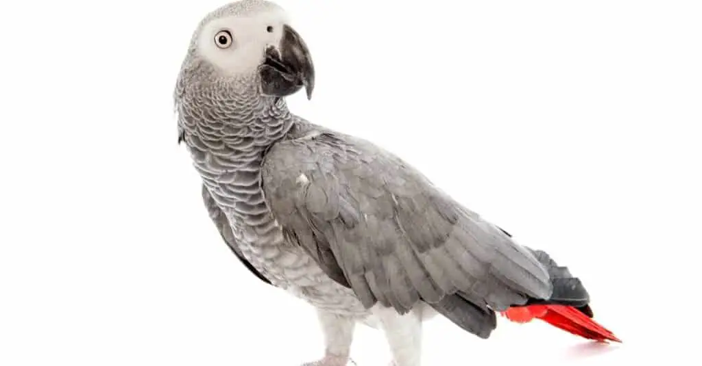 Timneh African Grey 