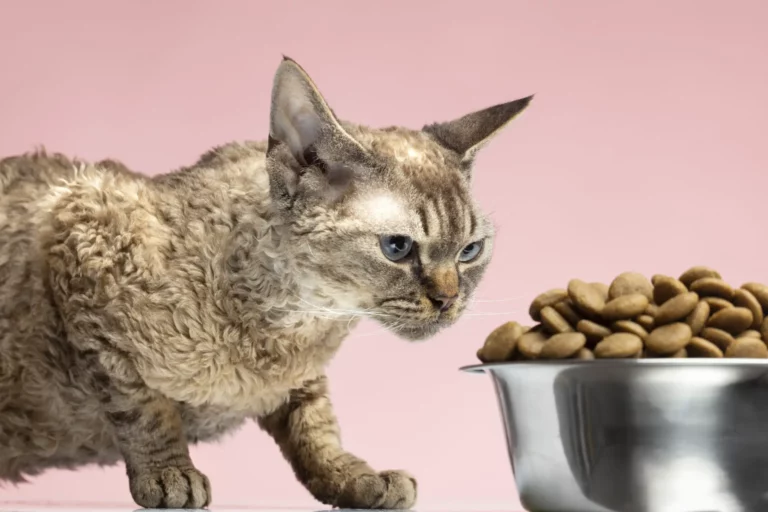 How to Deal with Food Aggression in Cats: Tips and Techniques