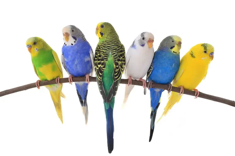 The Rarest Parakeet Colors: Uncovering Nature’s Masterpieces