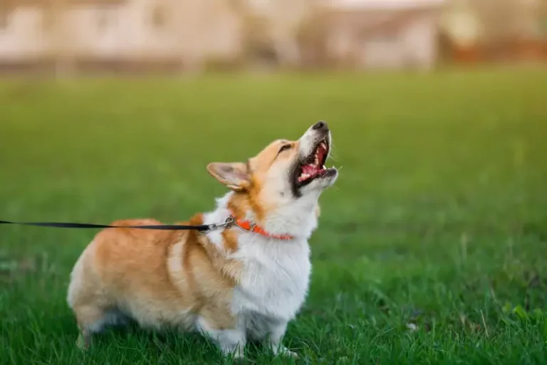 Why Do Corgis Bark So Much? And How to Stop It!