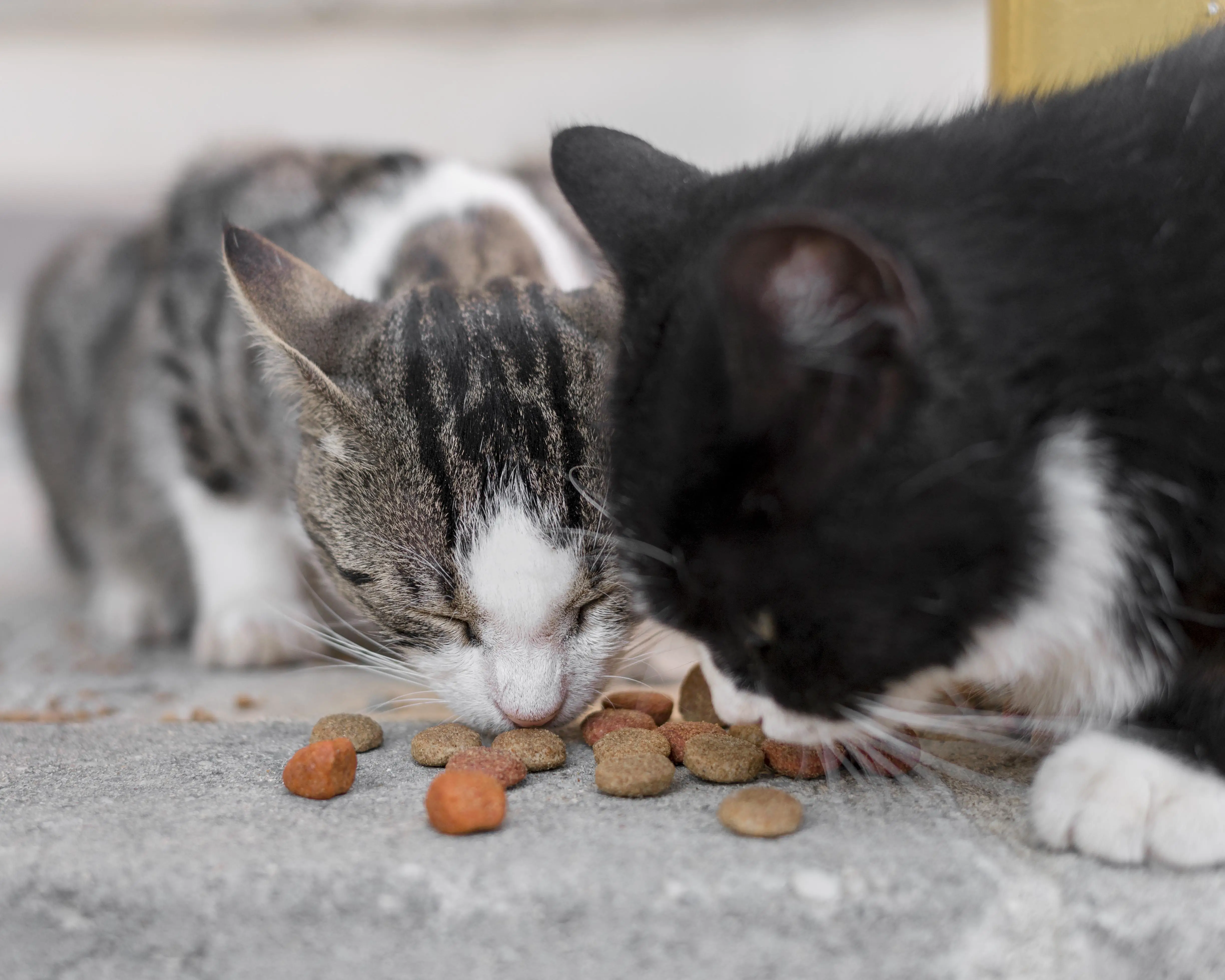 Food Aggression Between Cats