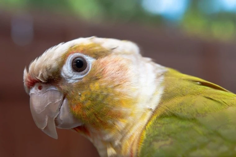 Green Cheek Pineapple Conures: Everything You Need to Know!