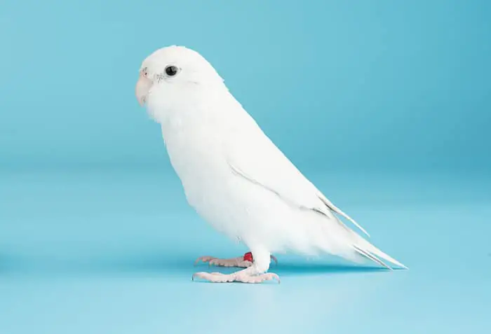 rare albino parakeet