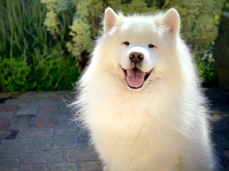 Do Samoyeds Cause Allergies? What You Need to Know