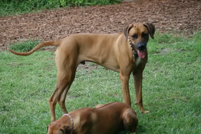 dog with floating rib