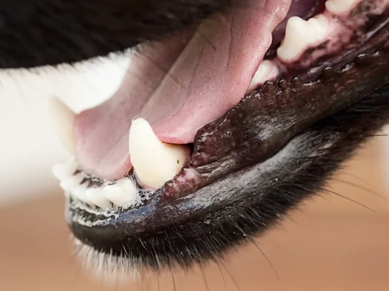 white tongue in dogs