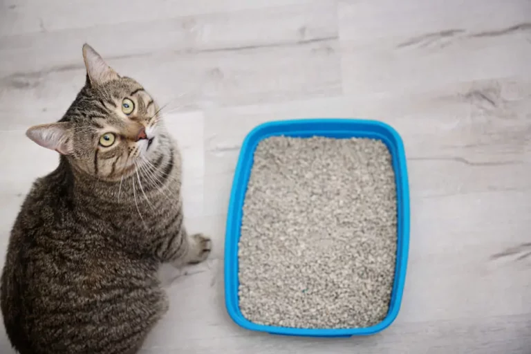 10 Tips: Get Your Cat to Cover Their Poop & Why