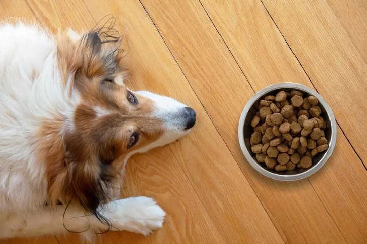 dog staring a food bowl on the floor